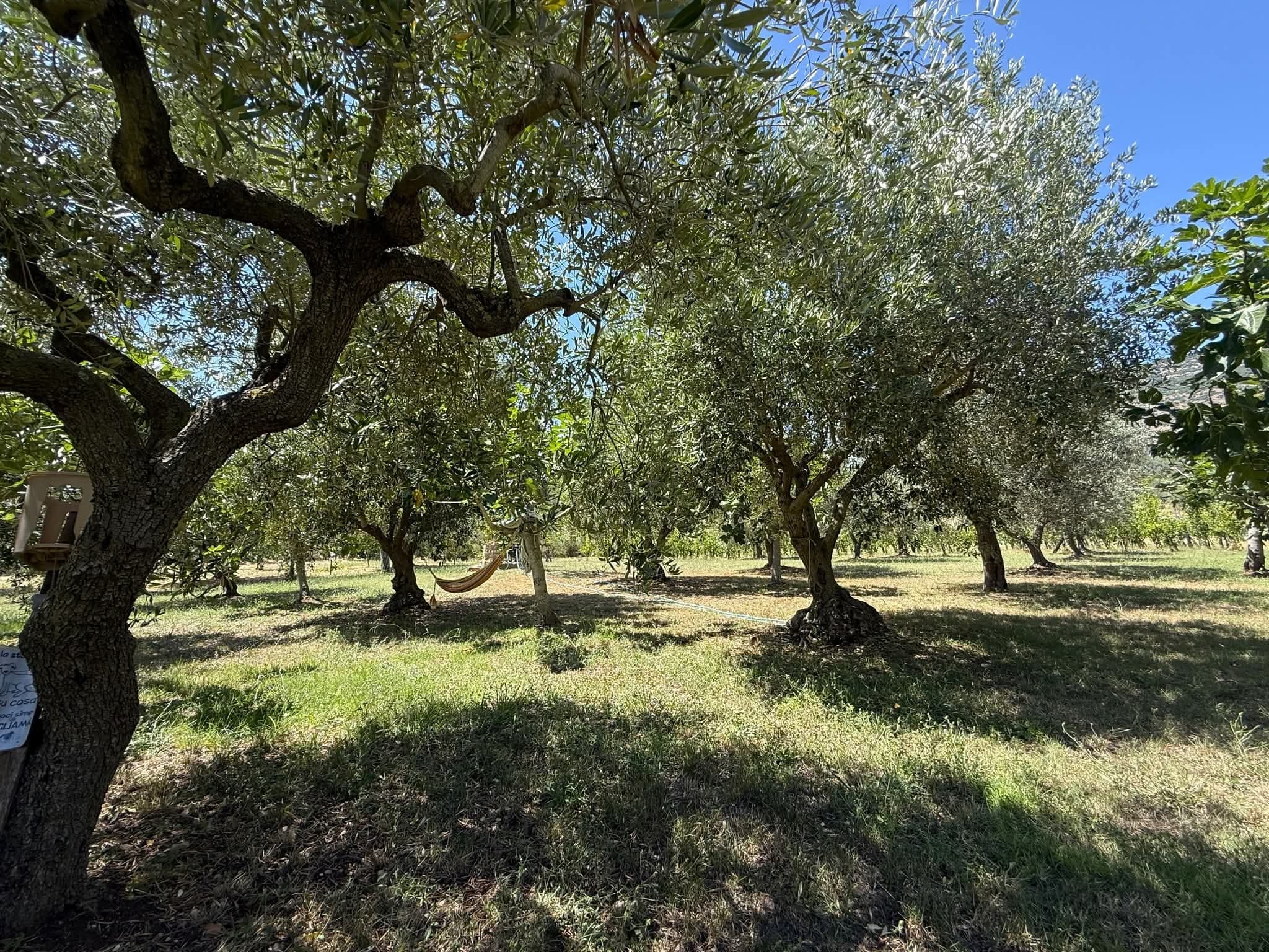 Uliveto con amaca — Un angolo di pace tra gli ulivi, dove rilassarsi cullati dalla natura