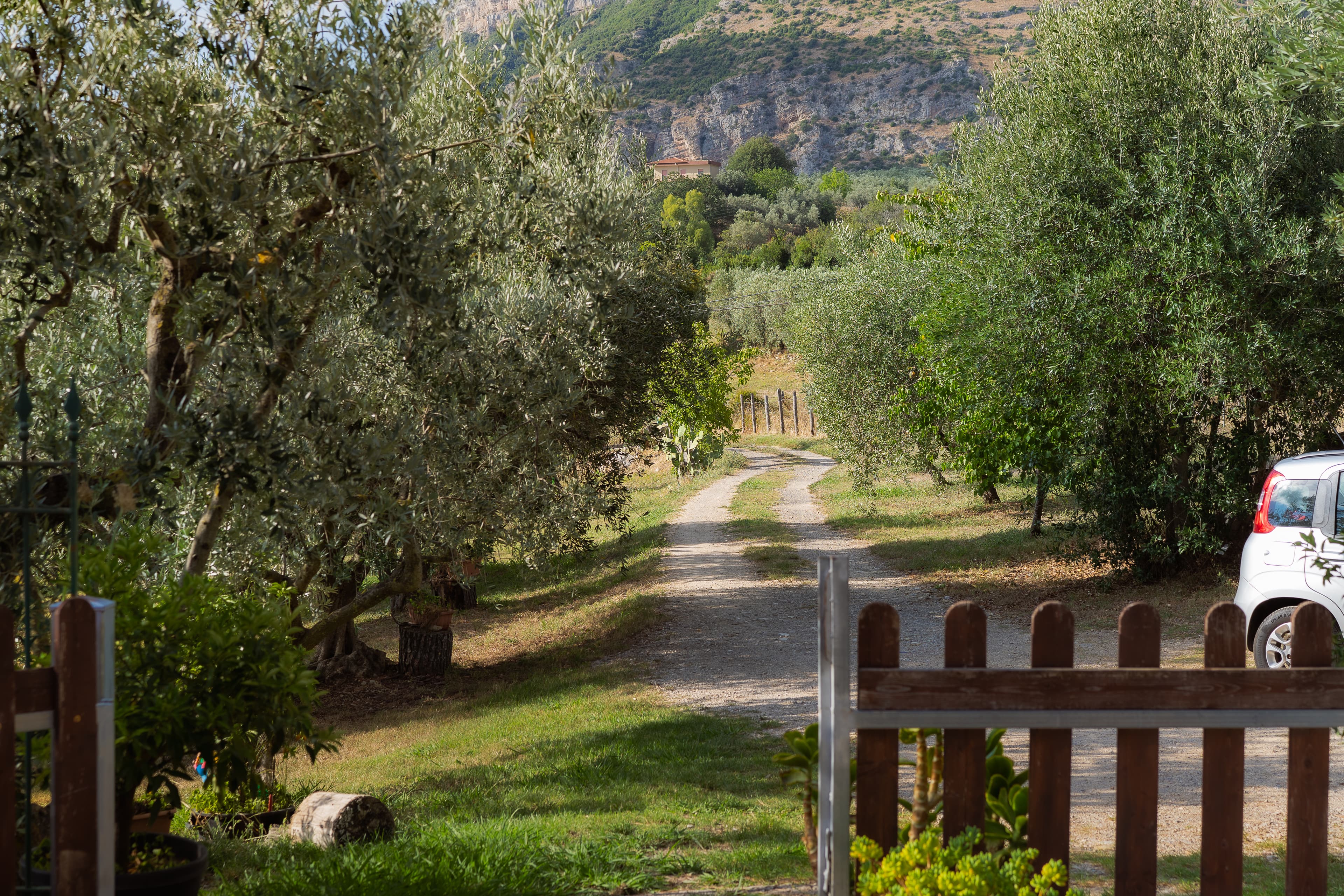 Viale tra gli ulivi — Il sentiero che conduce alla struttura, immerso tra ulivi e natura